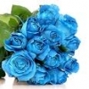 3 holland blue rose